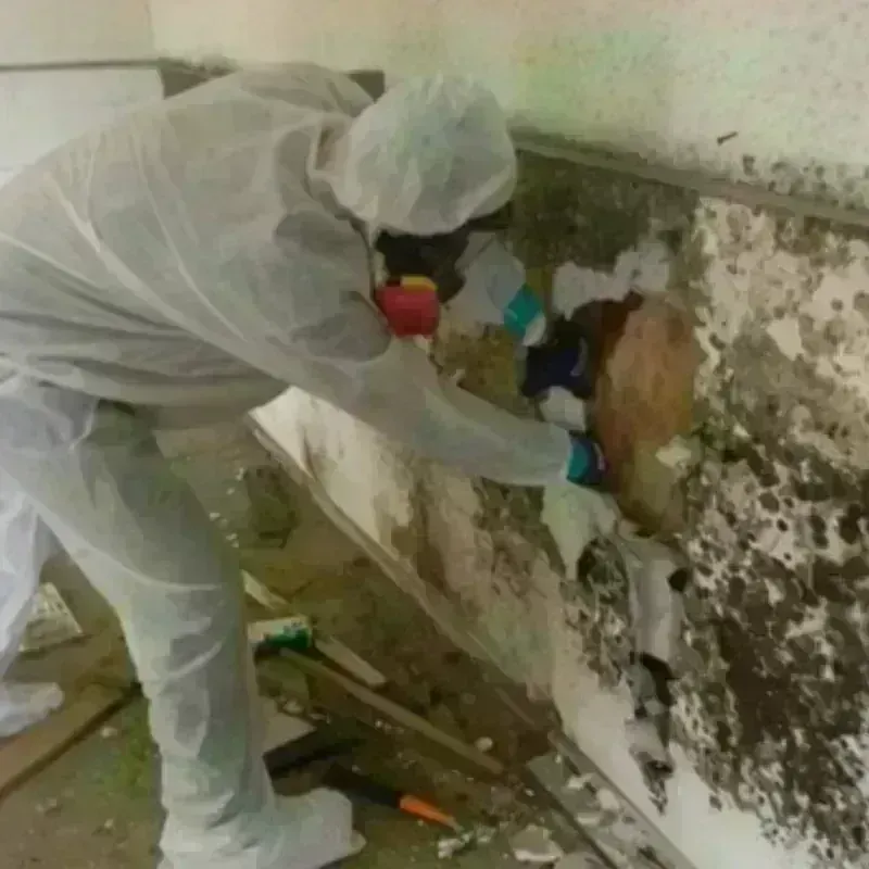 Mold Remediation and Removal in Benzie County, MI